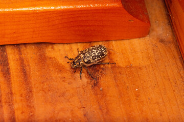 It is a large reddish-brown or blackish beetle, covered with white, marbled spots.
The males are distinguished by their extended, lamellar antennae, which gave them the scientific name 