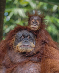 Mother and baby orangutan 