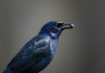 Obraz premium Iridescent Purple Blue Grackle with Nut in Beak. Generative Ai