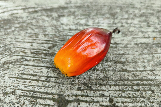 Fresh palm fruit or sawit on a gray background