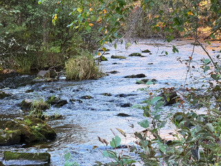 stream in the forest