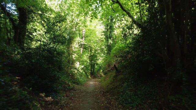 Green tree-lined path through woodland in Reading, UK