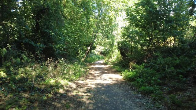 Green tree-lined path through woodland in Reading, UK