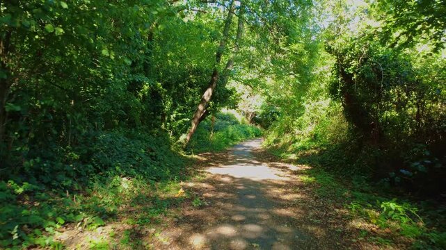 Green tree-lined path through woodland in Reading, UK
