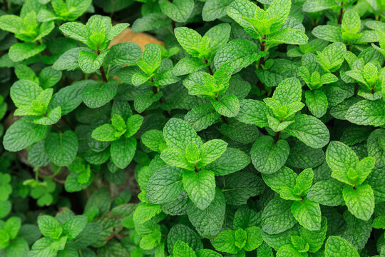Mint plant grow in the vegetable garden