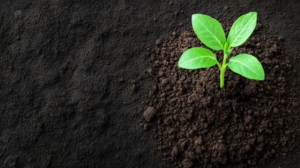 Naklejka premium Young green seedling with healthy leaves emerging from a mound of rich dark soil, symbolizing new life and growth
