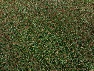 Sorghum crops in the autumn farm