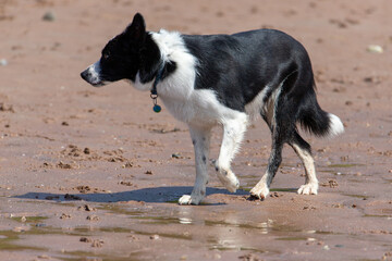 Beaches are a wonderful place to enjoy with your dog. Best dog-friendly beaches UK: from Rhossili Bay in Swansea to Seacliff Beach in East Lothian, these are the best beaches for dogs. 
