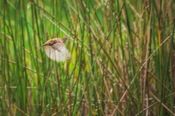 Small female seedeater bird (Haemorhus mexicanus) flying among the reeds of a lagoon.
