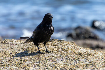 Raven or crow sits on roof top side of world. Bird species of the genus Corvus.There is no distinction between crows and ravens,names have been assigned to different species on the basis of their size