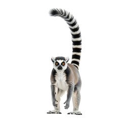Adorable ring tailed lemur stands proudly, gazing directly with captivating orange eyes.