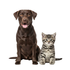 Adorable chocolate Labrador dog and cute tabby kitten sitting together in harmony