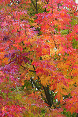 Colorful autumn leaves