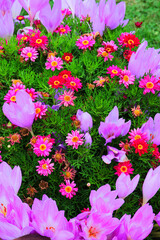 Fototapeta premium colorful autumn crocus, meadow saffron, naked boys or naked ladies (Colchicum autumnale)