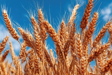 Fototapeta premium Golden wheat stalks reach upwards toward a brilliant blue sky with wispy clouds