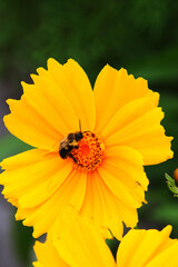 lanceleaf coreopsis, lanceleaf tickseed, lance-leaved coreopsis, or sand coreopsis (Coreopsis lanceolata)