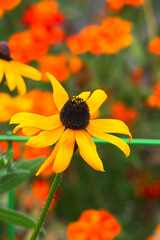 cutleaf coneflower, cutleaf, goldenglow, green-headed coneflower, tall coneflower, sochan, or thimbleweed (Rudbeckia laciniata)