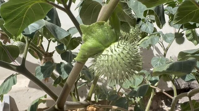 A plant from the Datura genus, often called Thorn Apple or Jimsonweed, most likely the species Datura stramonium.