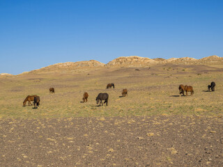 Mongolian Horses