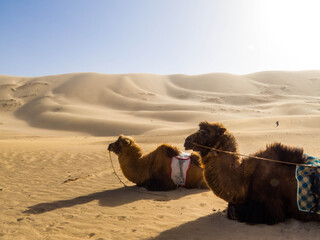 Mongolian Camels