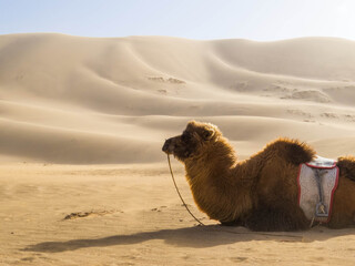 Mongolian Camel
