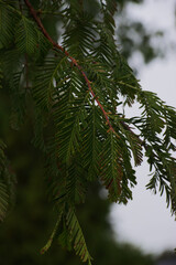 Dawn redwood (Metasequoia)