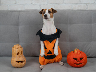 Jack Russell Terrier dog in pumpkin costume next to jack o lantern on sofa. 
