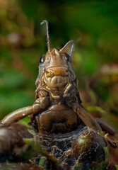 Close up macro image of a grasshopper 