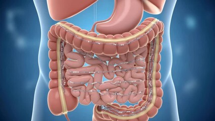 3D view of digestive system stomach large and small intestines Fine lines with white sensor nodes intricately wrap around intestines for advanced internal monitoring or therapeutic technology
