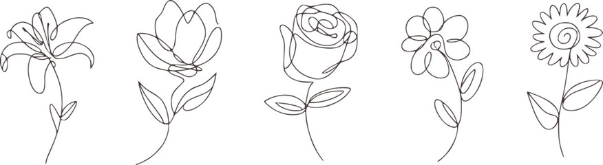 Delicate floral line art illustrations flower botanical