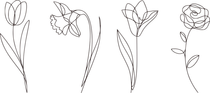 Single line drawing of tulip daffodil and rose flower botanical