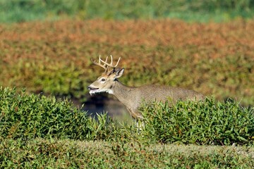   Deer walks from water behind bushes.