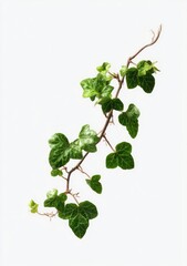Naklejka premium A close-up of a trailing vine with green leaves and brown stems, isolated on white