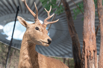 Close up view of deer with antlers in natural exhibit background