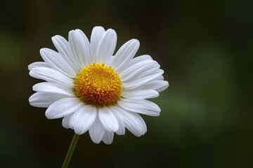 Obraz premium Luminous White Daisy in Solitude Against a Soft, Dark, Moody Green Background.