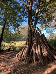 stick fort in forest	