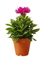 Small pink cyclamen flowers in a pot with green leaves