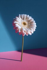 Isolated white flower in sharp light against a two-tone pink & blue background
