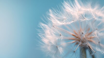 Delicate Dandelion Seed Head Against Soft Blue Background, Dreamy Macro Photography.