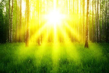 Sunlight Streaming Through Forest Trees Illuminating Lush Green Grass.