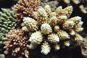 Fototapeta premium Closeup of branching coral with varied light brown and white colors
