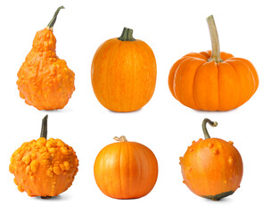 Fresh pumpkins isolated on white, set. Autumn vegetable