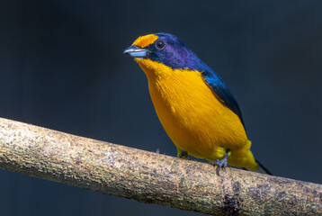 Violaceous euphonia 