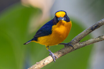 Violaceous euphonia 