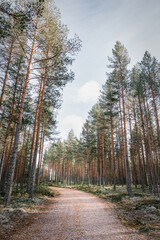 Looking up along a forest path into a towering pine forest in Autumn
