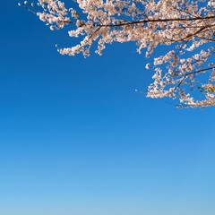 cherry blossom on blue sky
