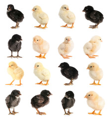 Set of many cute chicks on white background