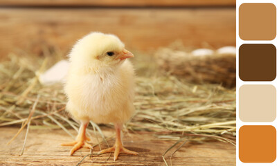 Cute little chick on wooden background