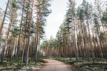 A straight forest road lined by tall, uniform pine trees in Sweden in Autumn