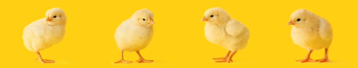 Obraz premium Set of cute chicks on yellow background